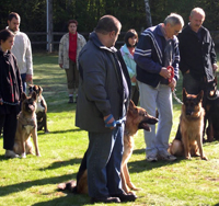 Académie du Chien