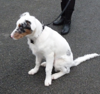 Académie du Chien